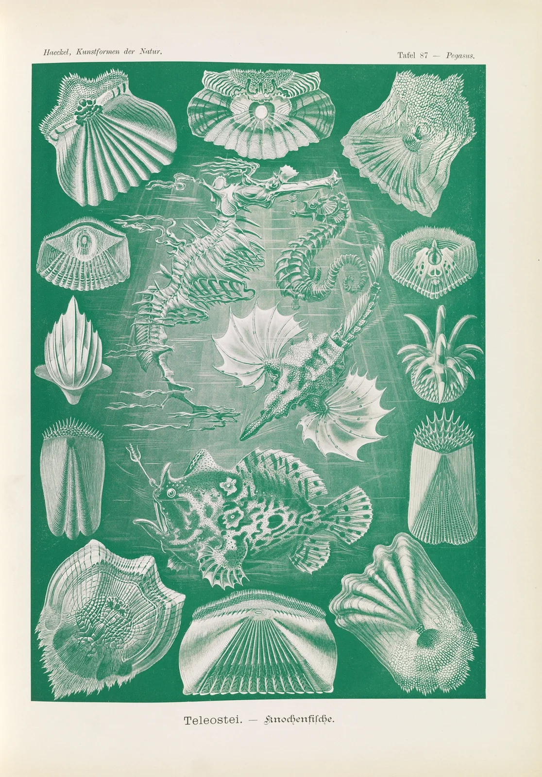 Teleostei. – Knochenfische av Ernst Haeckel
