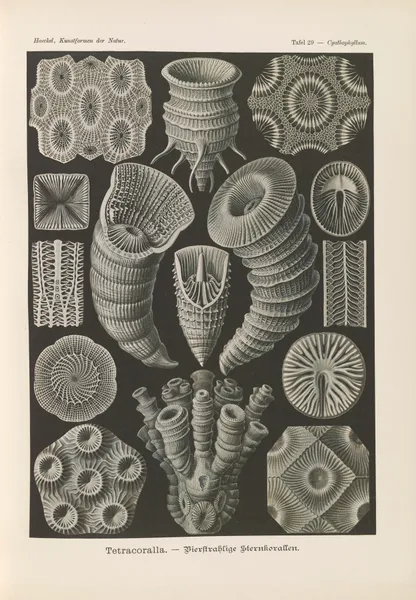 Tetracoralla. – Bierstrahlige Sternkorallen av Ernst Haeckel