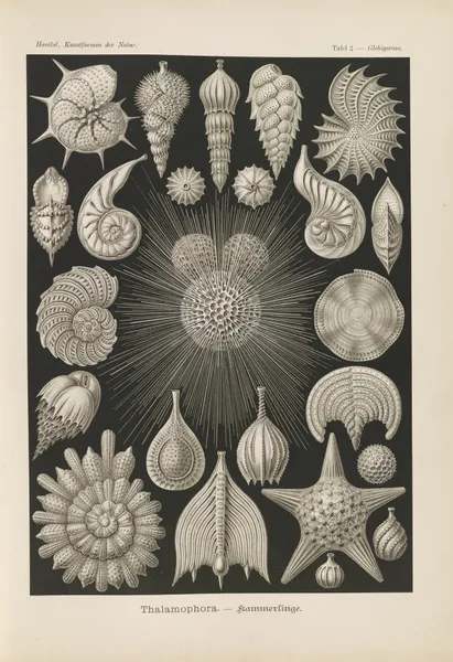 Thalamophora. – Kammerlinge., 1904 – nr 2 av Ernst Haeckel