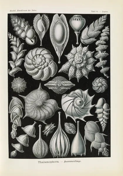 Thalamophora. – Kammerlinge, 1904 – nr 1 av Ernst Haeckel