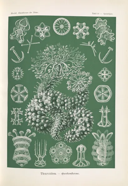 Thuroidea. – Gurkensterne av Ernst Haeckel