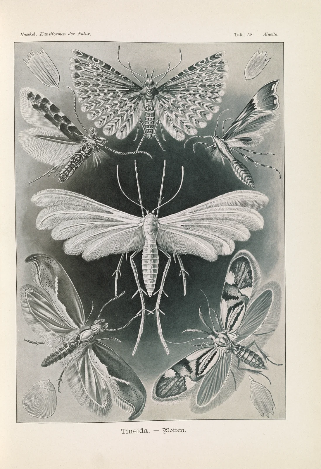 Tineida. – Motten av Ernst Haeckel