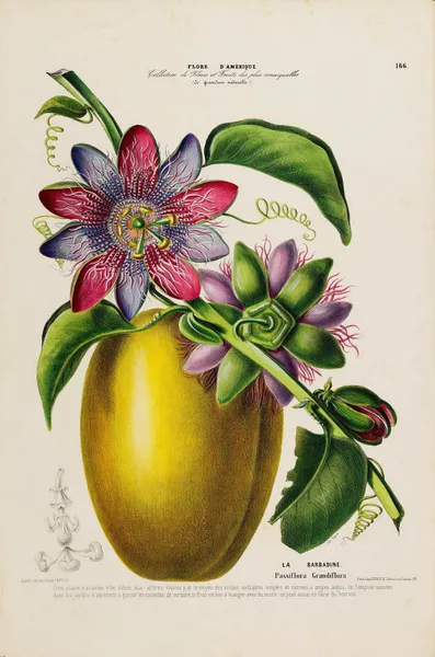 Flore d’Amérique, dessinée d’après nature sur les lieux Pl.166 av Etienne Denisse
