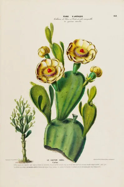 Flore d’Amérique, dessinée d’après nature sur les lieux Pl.168 av Etienne Denisse