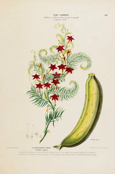 Flore d’Amérique, dessinée d’après nature sur les lieux Pl.169 av Etienne Denisse