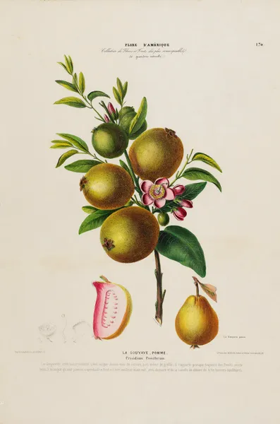 Flore d’Amérique, dessinée d’après nature sur les lieux Pl.170 av Etienne Denisse
