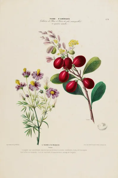 Flore d’Amérique, dessinée d’après nature sur les lieux Pl.173 av Etienne Denisse