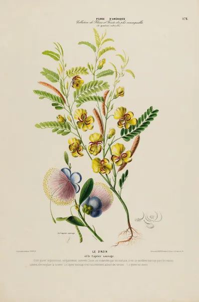 Flore d’Amérique, dessinée d’après nature sur les lieux Pl.176 av Etienne Denisse