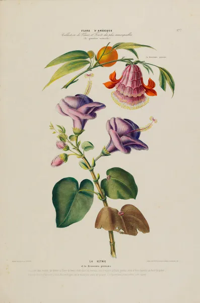 Flore d’Amérique, dessinée d’après nature sur les lieux Pl.177 av Etienne Denisse