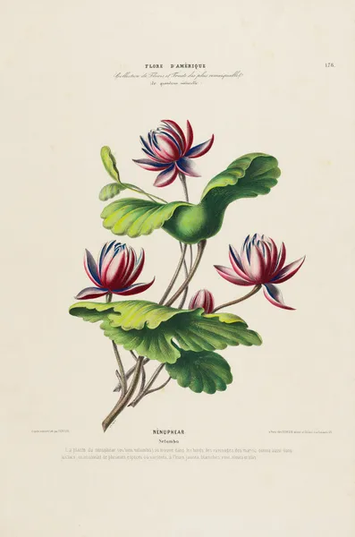 Flore d’Amérique, dessinée d’après nature sur les lieux Pl.178 av Etienne Denisse