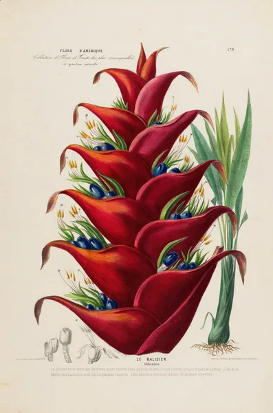 Flore d’Amérique, dessinée d’après nature sur les lieux Pl.179 av Etienne Denisse