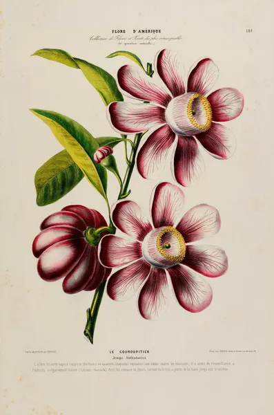 Flore d’Amérique, dessinée d’après nature sur les lieux Pl.181 av Etienne Denisse