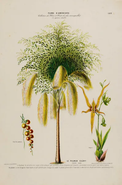 Flore d’Amérique, dessinée d’après nature sur les lieux Pl.182 av Etienne Denisse