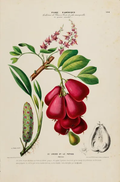 Flore d’Amérique, dessinée d’après nature sur les lieux Pl.184 av Etienne Denisse