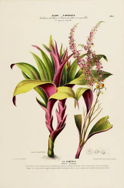Flore d’Amérique, dessinée d’après nature sur les lieux Pl.185 av Etienne Denisse
