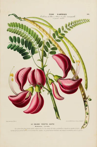 Flore d’Amérique, dessinée d’après nature sur les lieux Pl.186 av Etienne Denisse