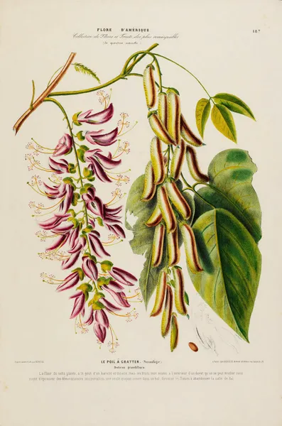 Flore d’Amérique, dessinée d’après nature sur les lieux Pl.187 av Etienne Denisse