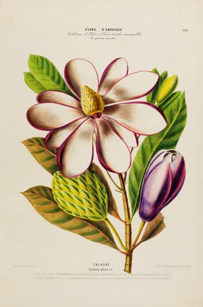 Flore d’Amérique, dessinée d’après nature sur les lieux Pl.188 av Etienne Denisse