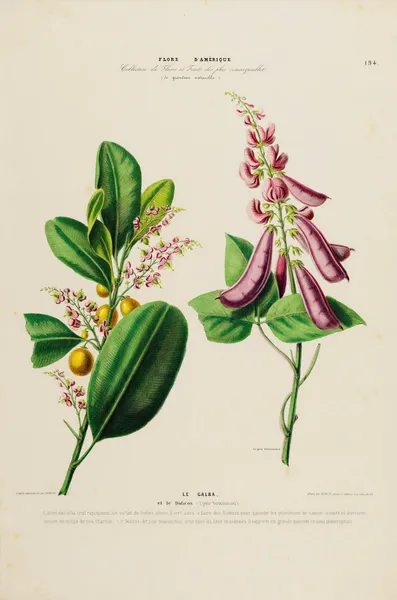 Flore d’Amérique, dessinée d’après nature sur les lieux Pl.194 av Etienne Denisse