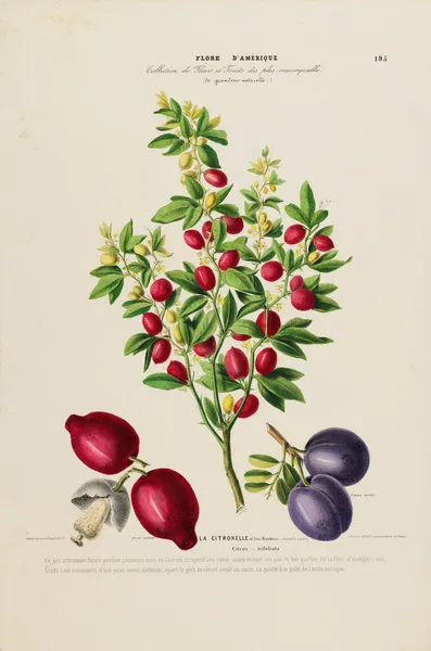 Flore d’Amérique, dessinée d’après nature sur les lieux Pl.195 av Etienne Denisse