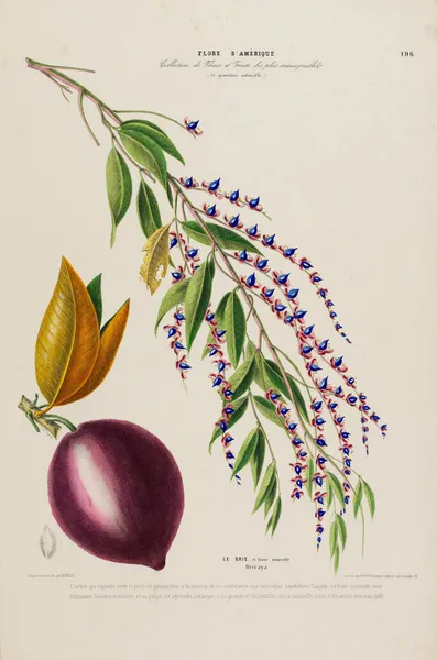 Flore d’Amérique, dessinée d’après nature sur les lieux Pl.196 av Etienne Denisse