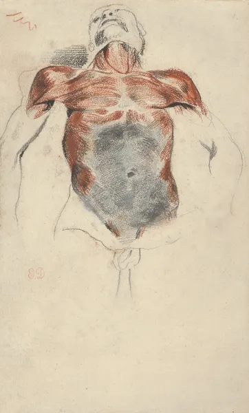 Torso of a Male Cadaver av Eugène Delacroix