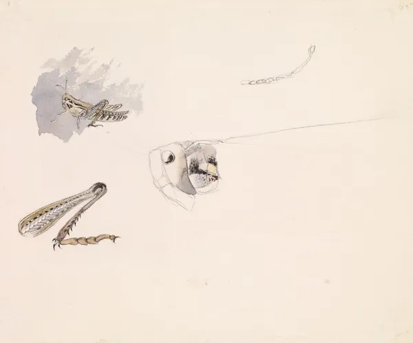 Studies of a Grasshopper – Body, Head and Leg av Sir John Everett Millais