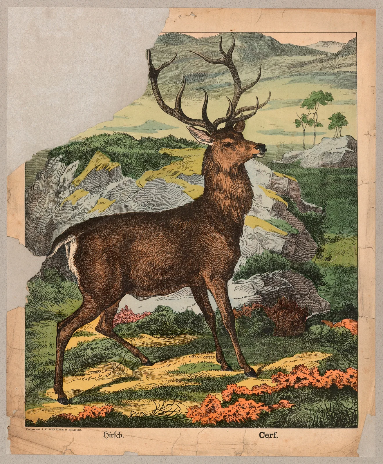 Deer av J.F. Schreiber