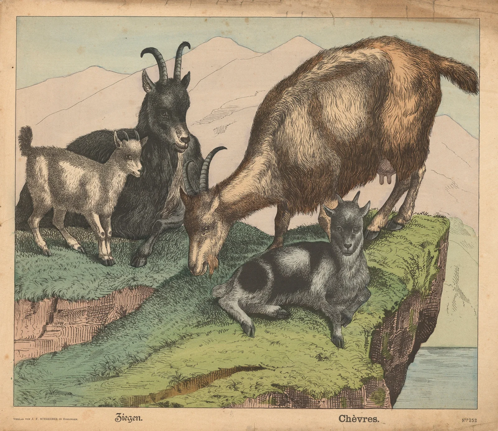 Goat av J.F. Schreiber