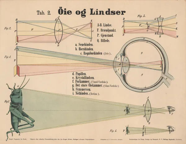 Human eye and lenses av J.F. Schreiber