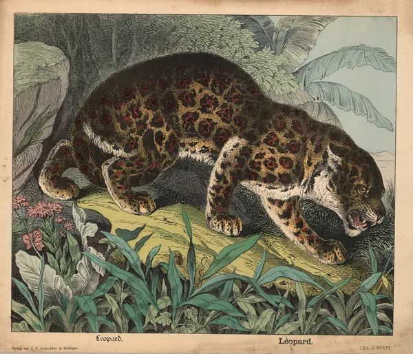 Leopard av J.F. Schreiber