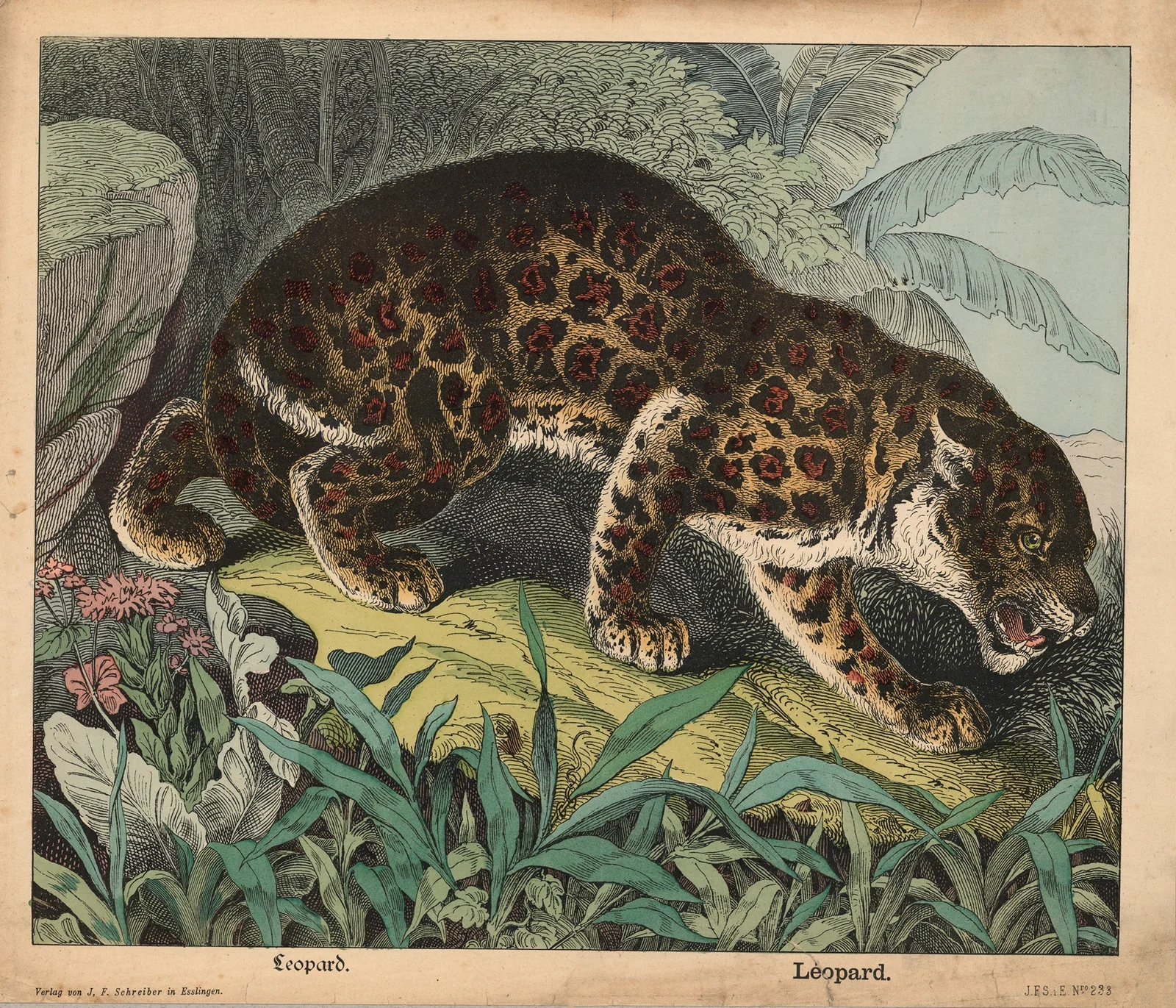 Leopard av J.F. Schreiber