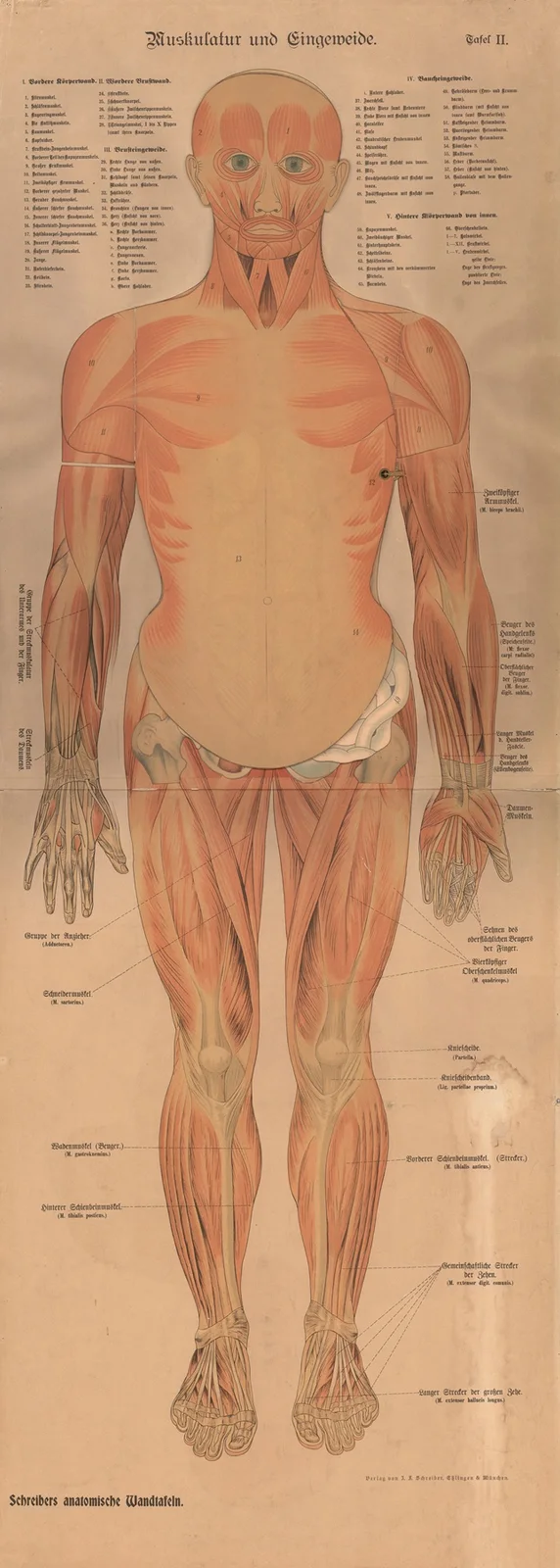 Muscles and internal organs, 1902 – nr 2 av J.F. Schreiber