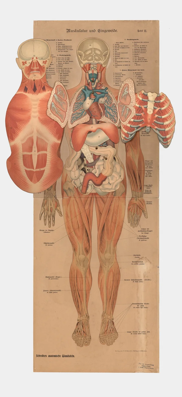 Muscles and internal organs, 1902 – nr 1 av J.F. Schreiber