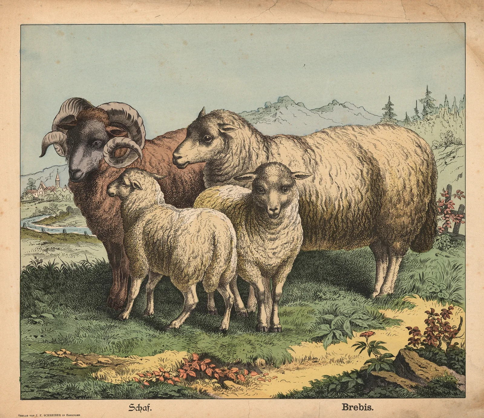 Sheep av J.F. Schreiber