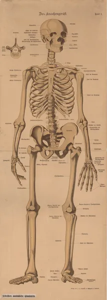 Skeleton av J.F. Schreiber