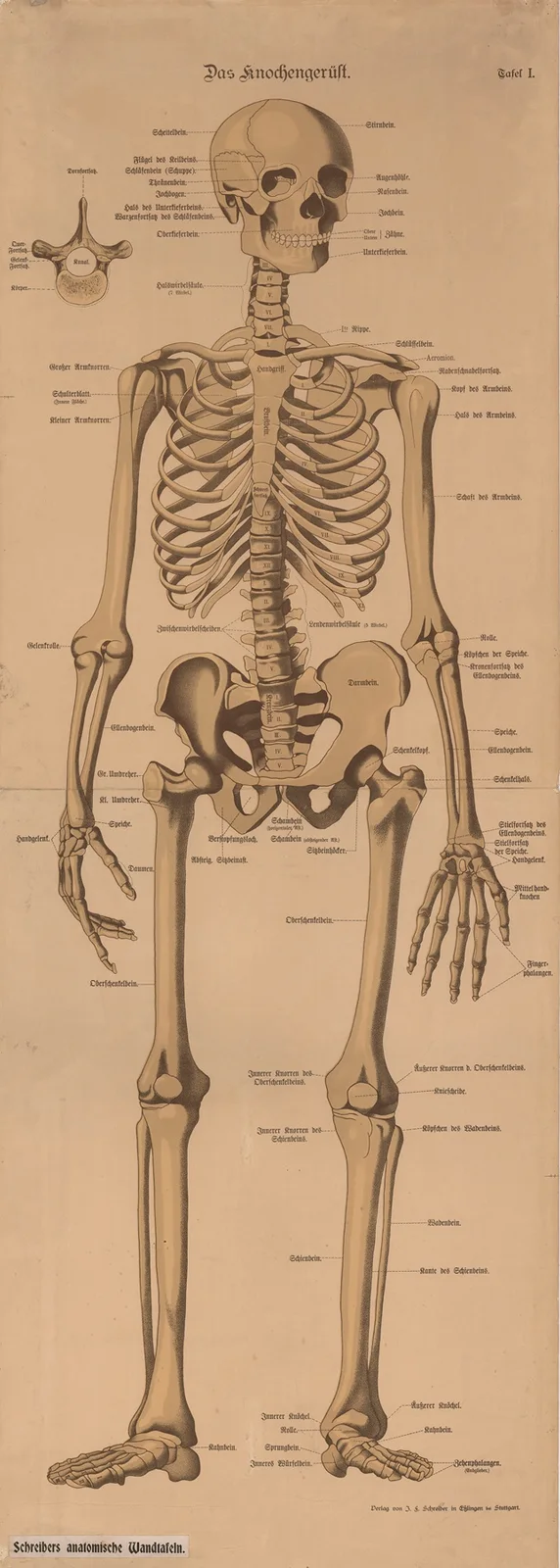 Skeleton av J.F. Schreiber