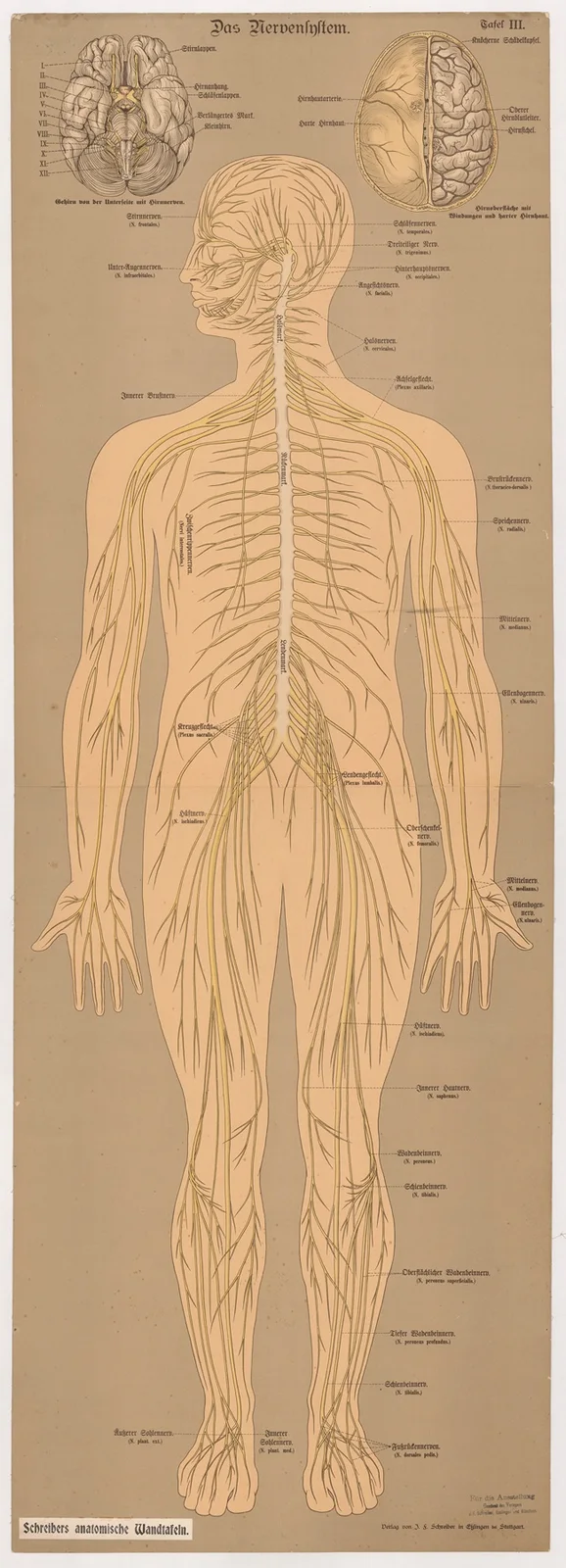 The nervous system av J.F. Schreiber
