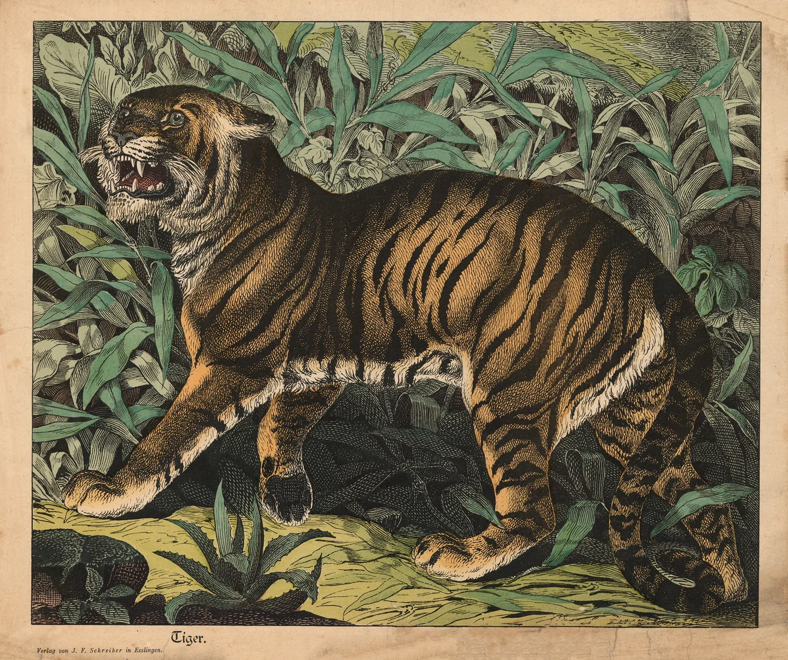 Tiger av J.F. Schreiber