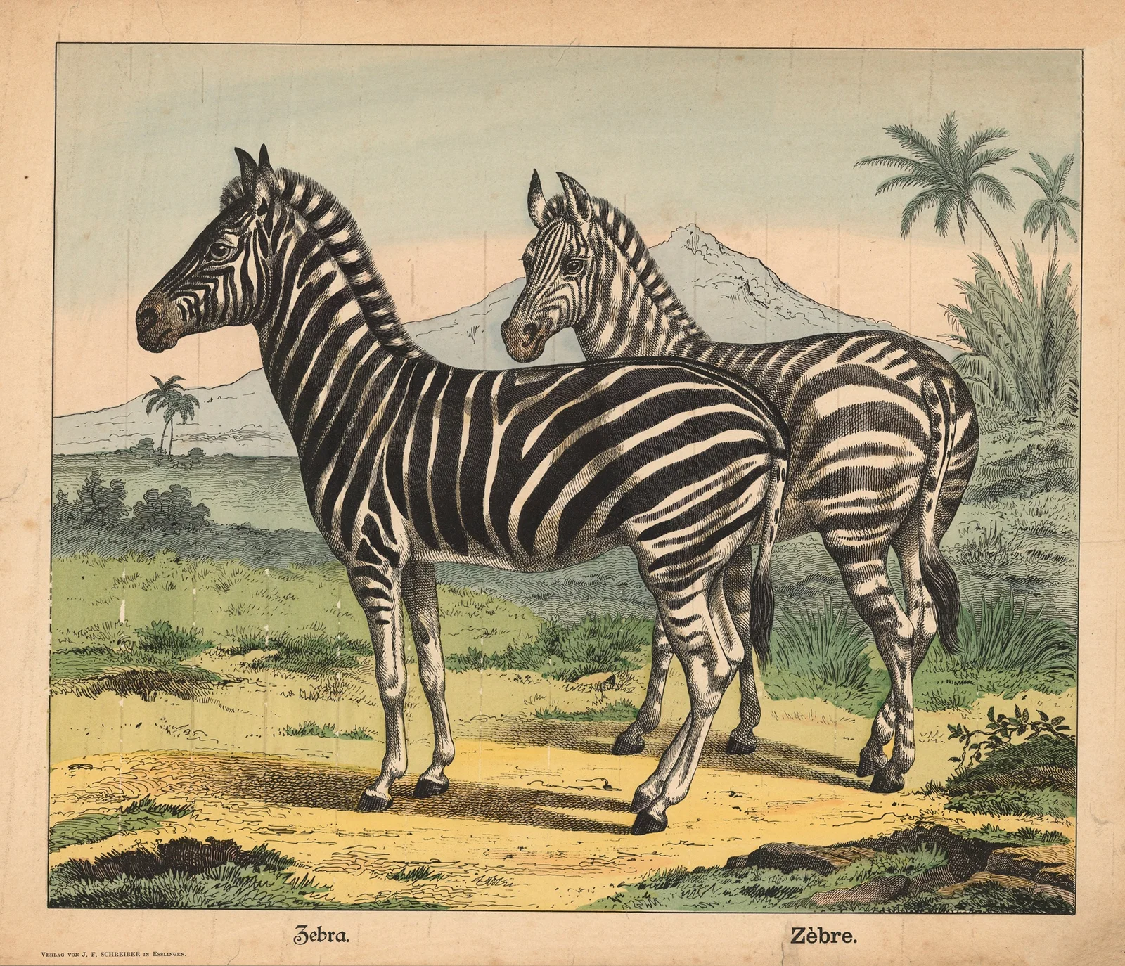 Zebra av J.F. Schreiber