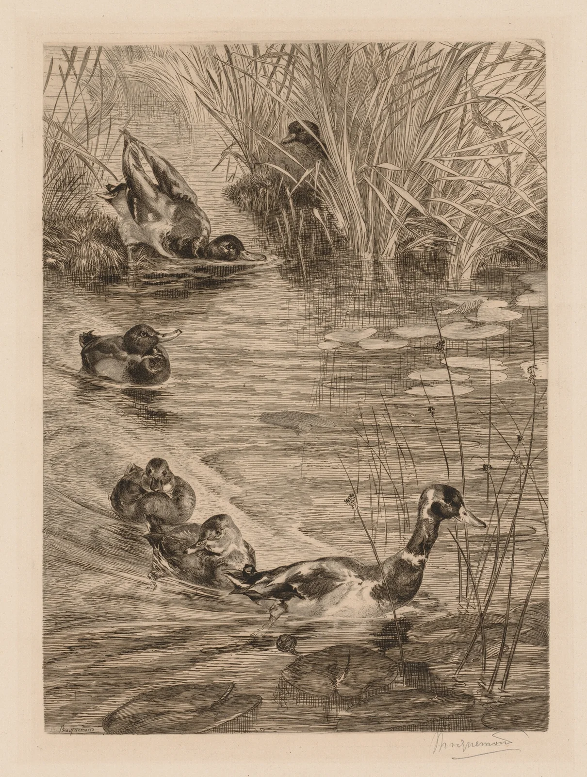 Ducks at play av Félix Bracquemond