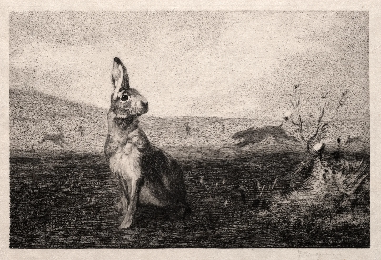 The Hare (after A. de Balleroy) av Félix Bracquemond