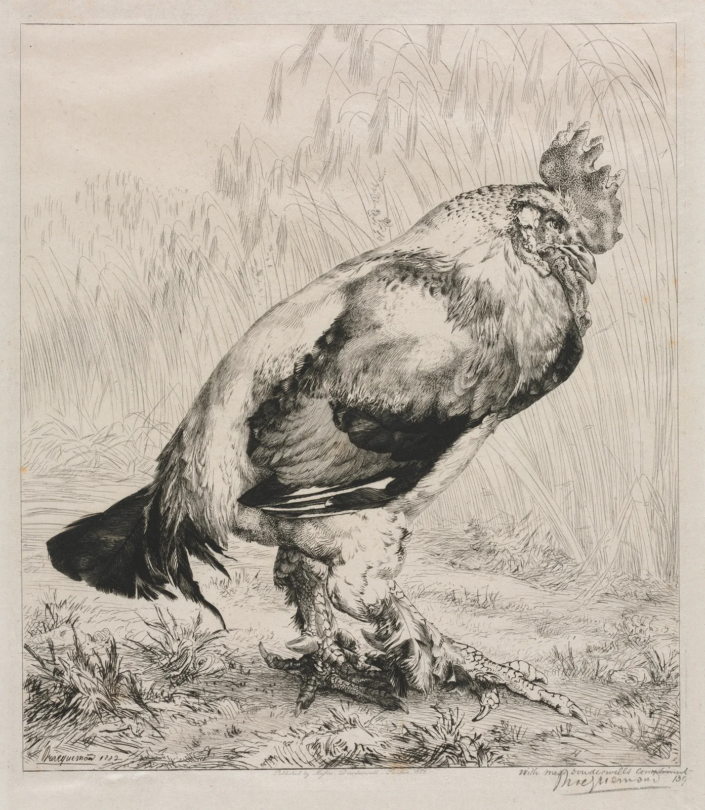 The Old Cock av Félix Bracquemond