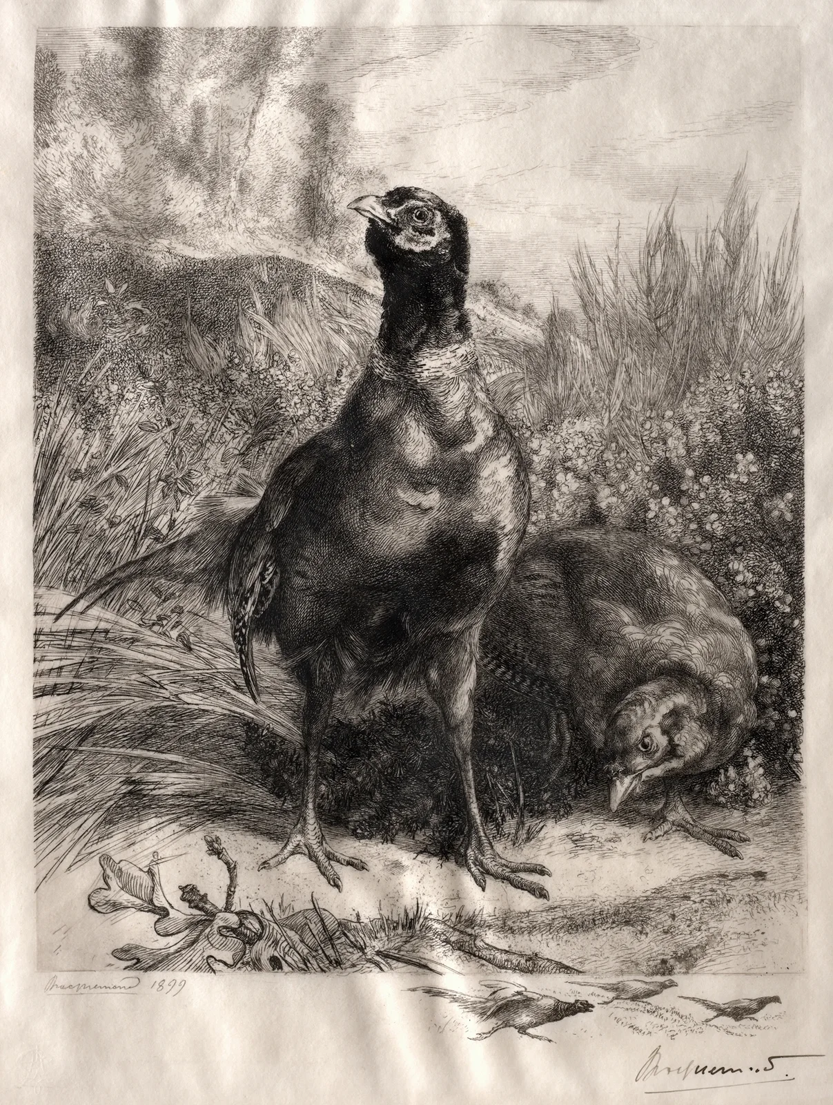The Pheasants av Félix Bracquemond