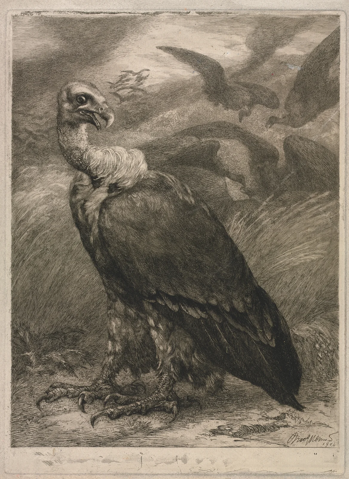 Vulture av Félix Bracquemond