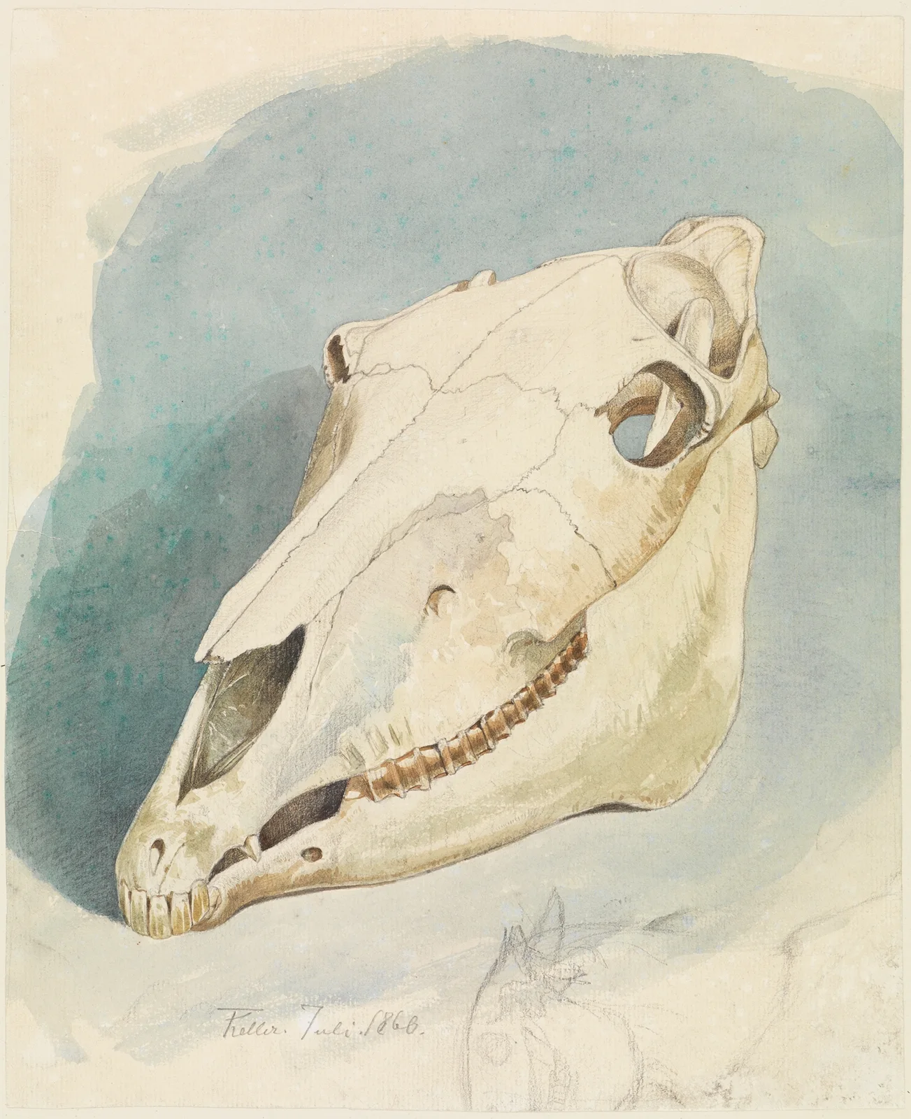 Studie eines Tierschädels av Ferdinand Keller