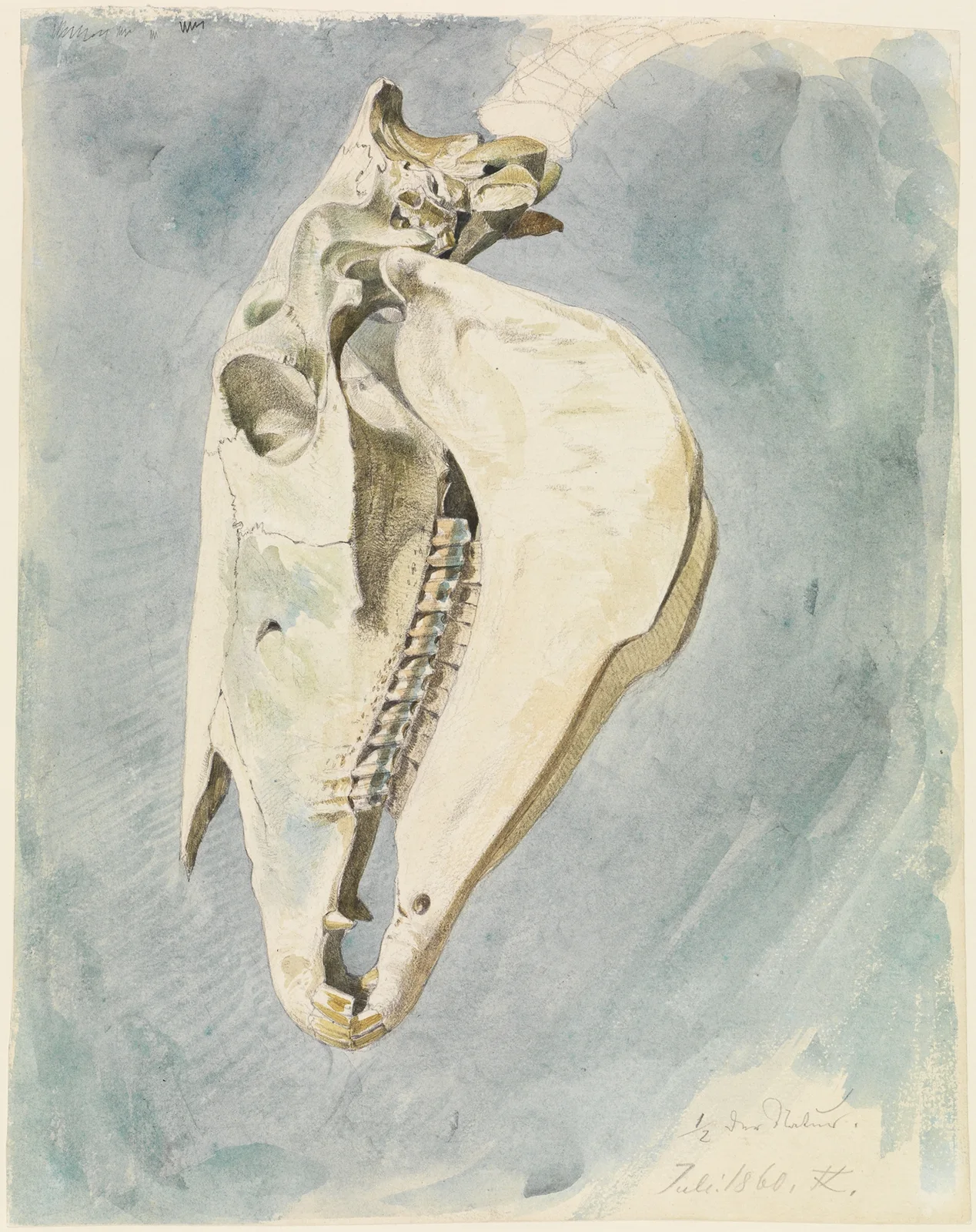 Studie eines Tierschädels av Ferdinand Keller