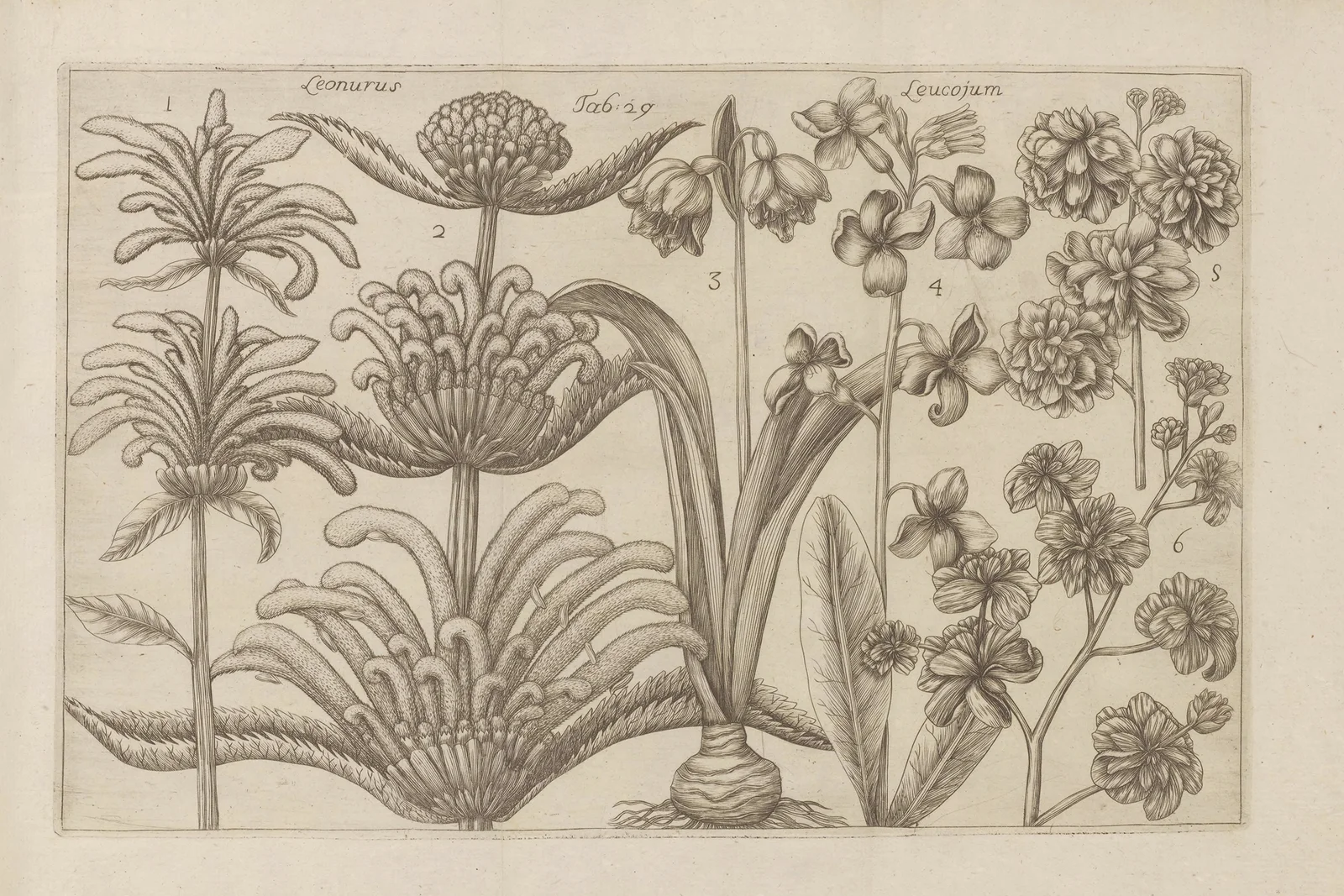 Leonurus, Leucojum av Filippo Arena