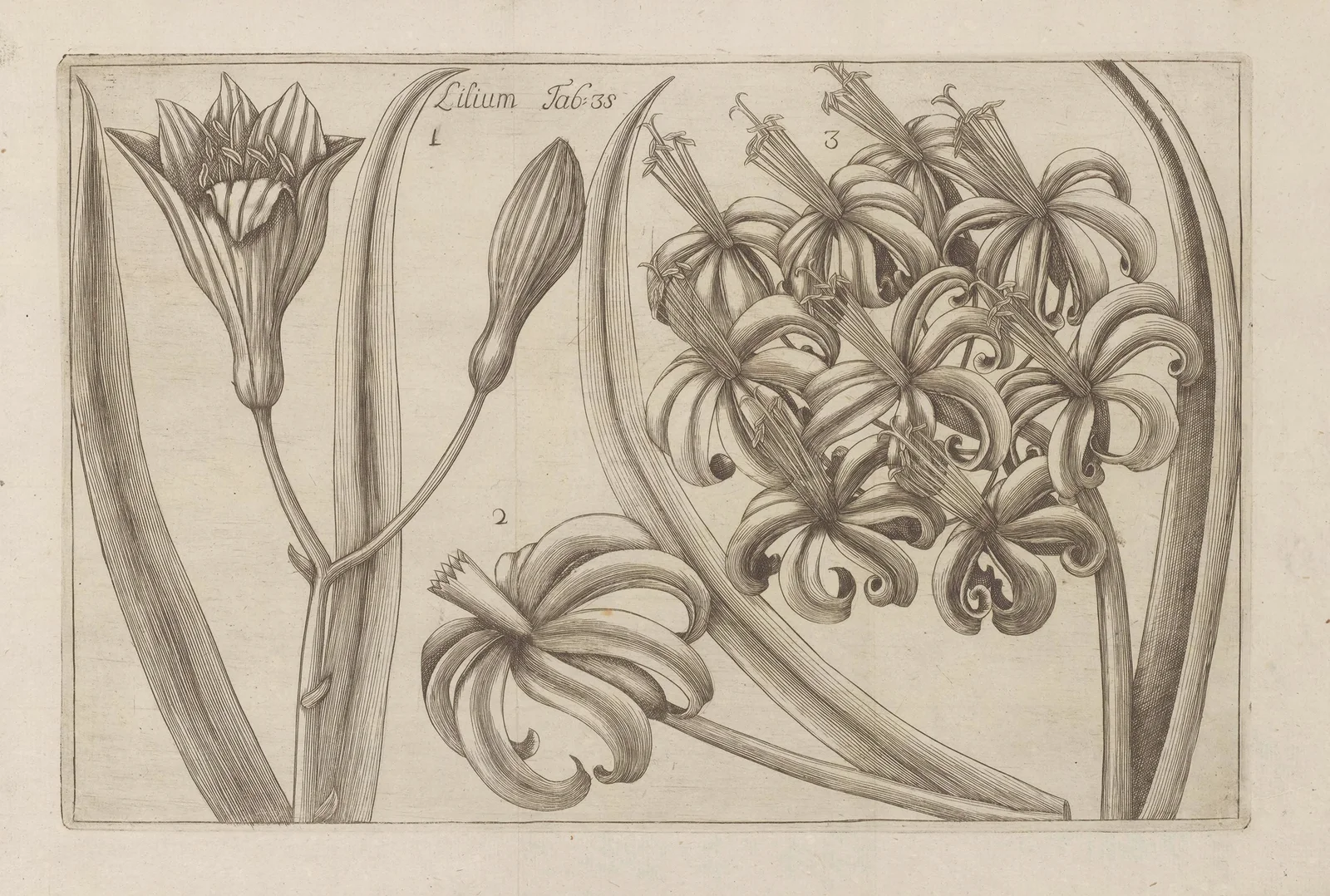 Lilium av Filippo Arena