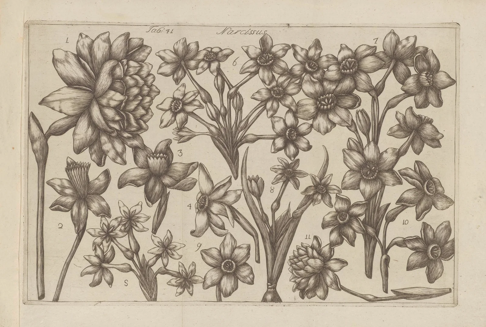 Narcissus av Filippo Arena
